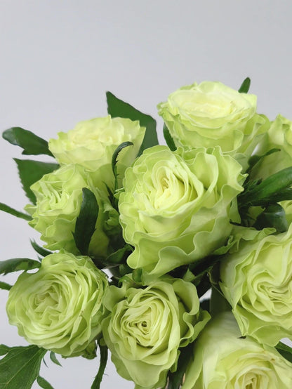 Rare Rose  ’ Jutta ｜小乔 ‘