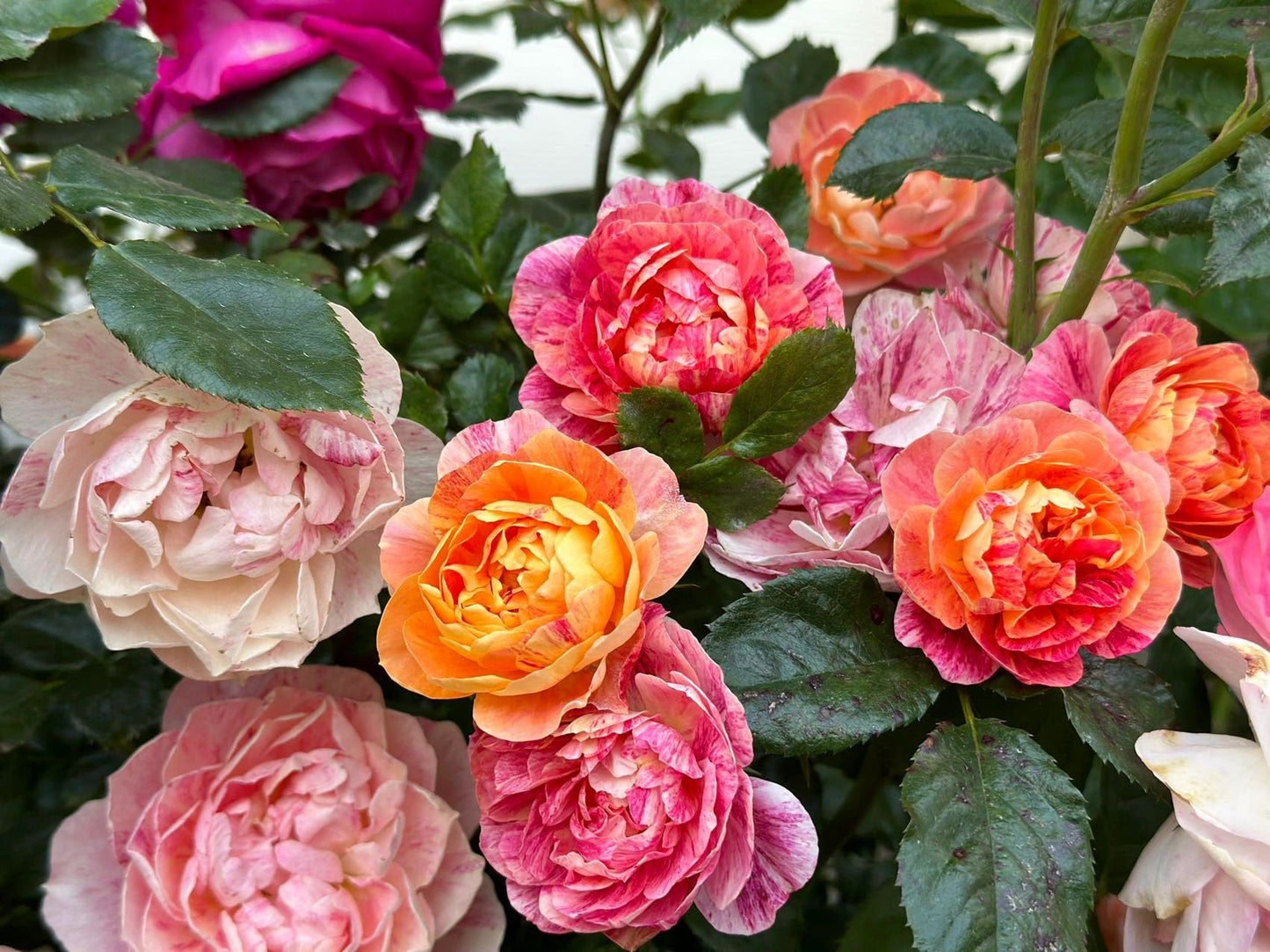 Rose  ‘ Juice Splash Rose  | 果汁飛沫のバラ  | 果汁飞溅  ‘