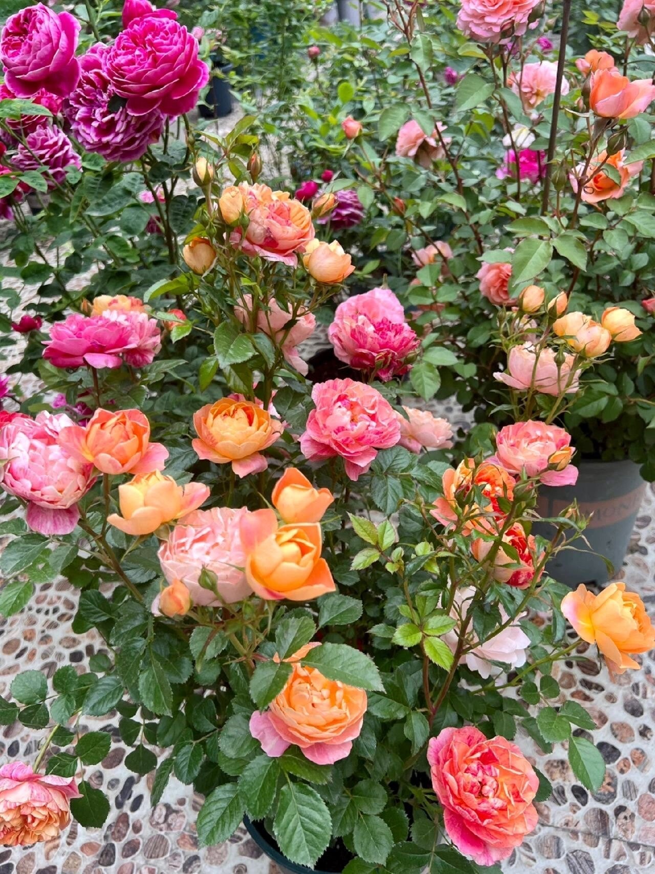 Rose  ‘ Juice Splash Rose  | 果汁飛沫のバラ  | 果汁飞溅  ‘