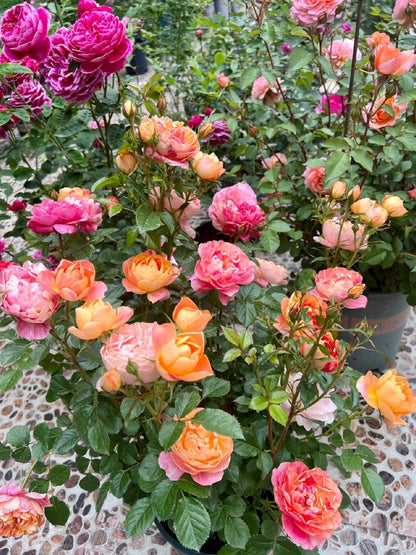 Rose  ‘ Juice Splash Rose  | 果汁飛沫のバラ  | 果汁飞溅  ‘