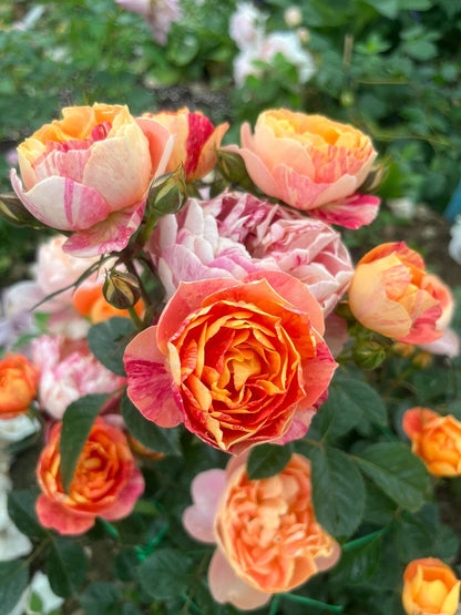 Rose  ‘ Juice Splash Rose  | 果汁飛沫のバラ  | 果汁飞溅  ‘