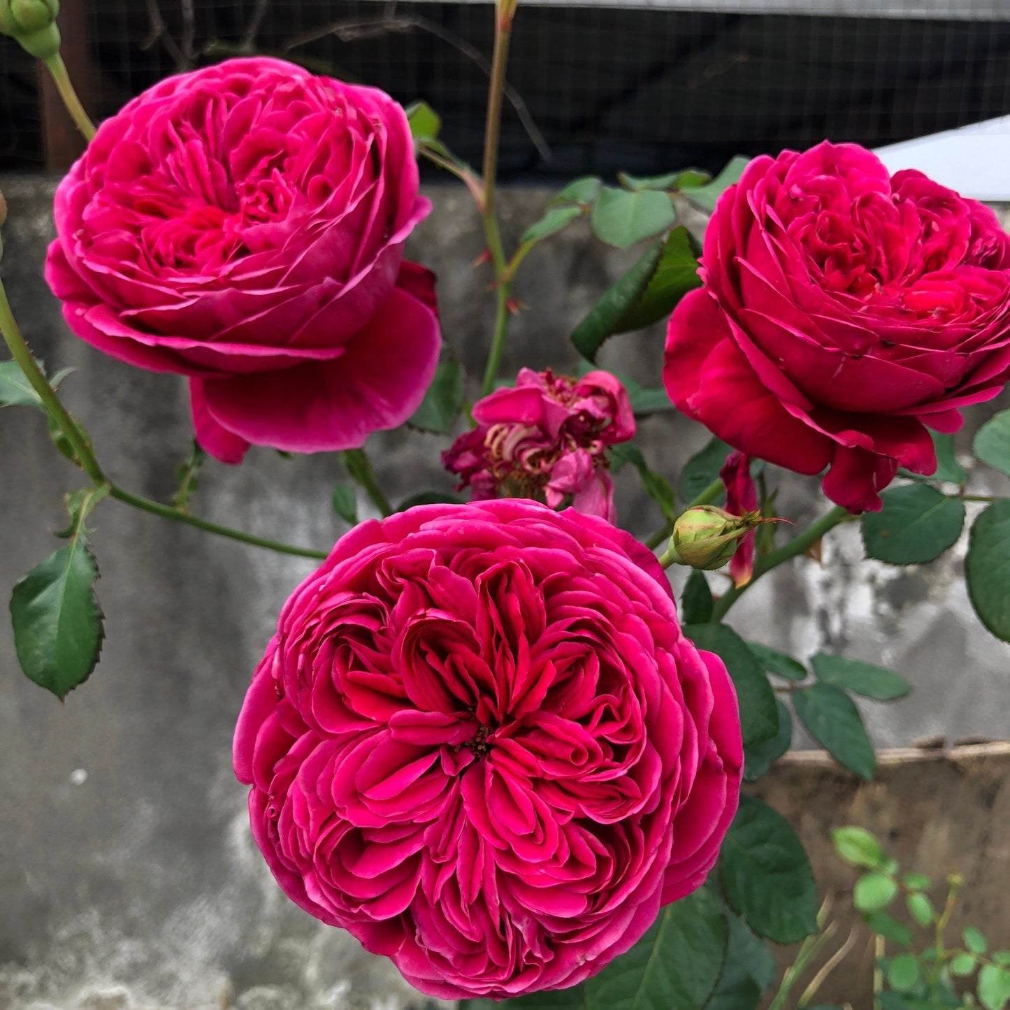 Yves Rose  ‘ Cantina| カンティーナ ｜伊芙酒窖 ’