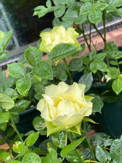 Rare Rose  'Green Planet ｜緑の惑星  | 绿行星 '