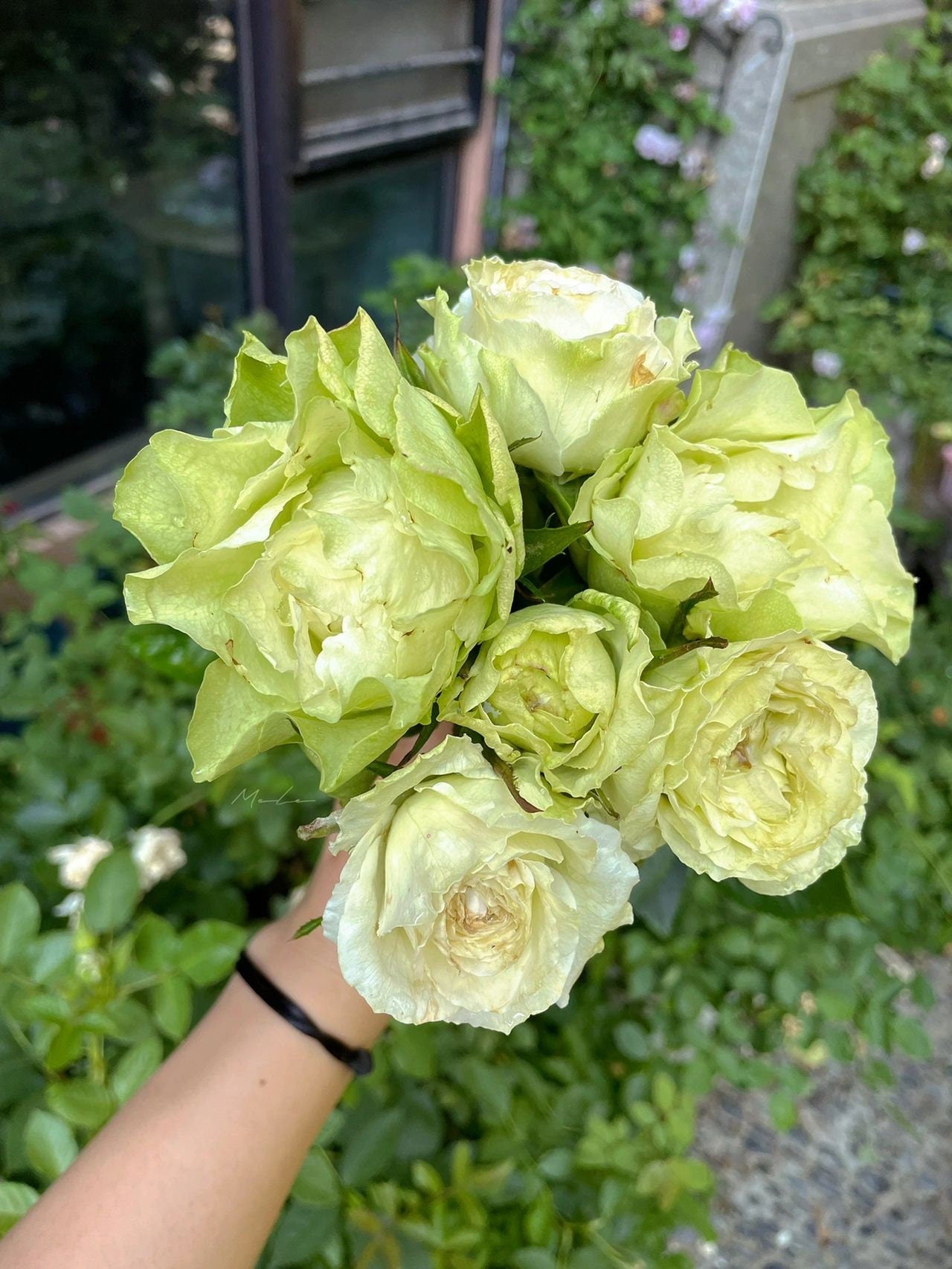 Rare Rose  'Green Planet ｜緑の惑星  | 绿行星 '