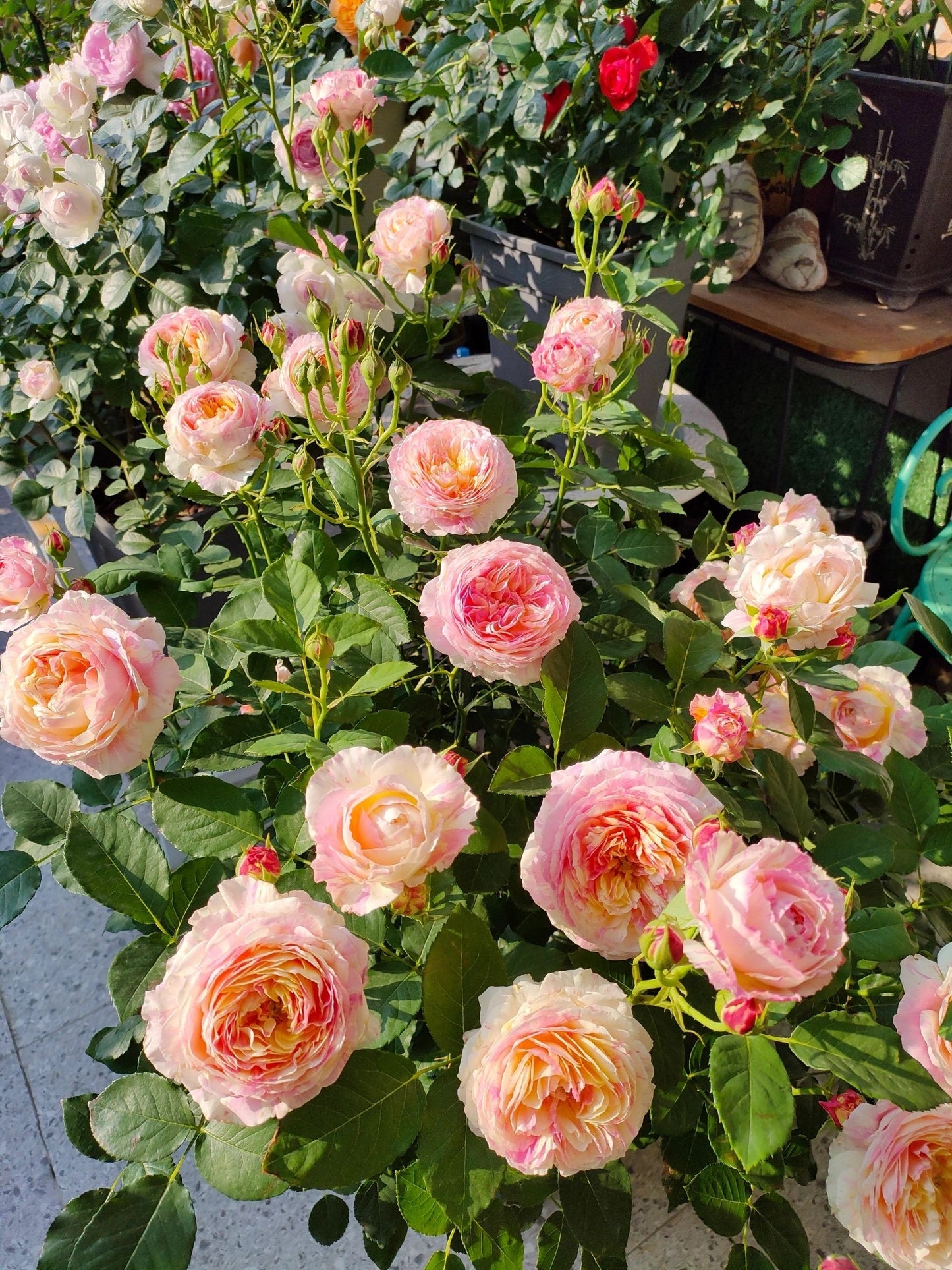 Shrub Rose ‘Claude Monet  | モネ  | 莫奈 ’