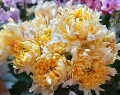 Rare Rose  ‘Fireworks Ruffles  | 花火の波 | 烟花波浪 ’