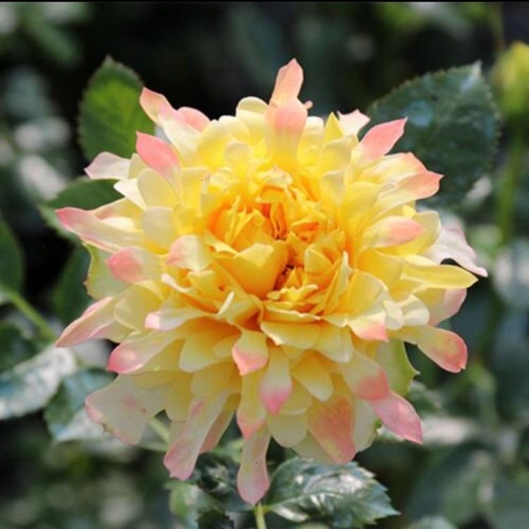 Rare Rose  ‘Fireworks Ruffles  | 花火の波 | 烟花波浪 ’