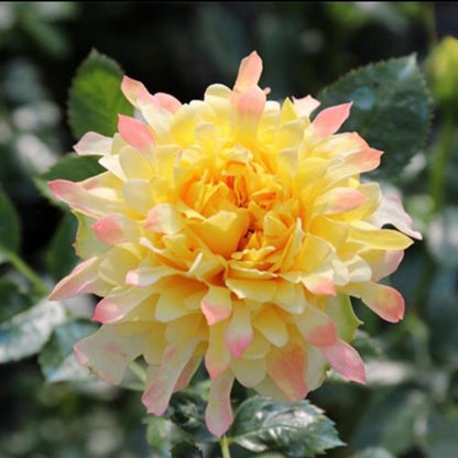 Rare Rose  ‘Fireworks Ruffles  | 花火の波 | 烟花波浪 ’