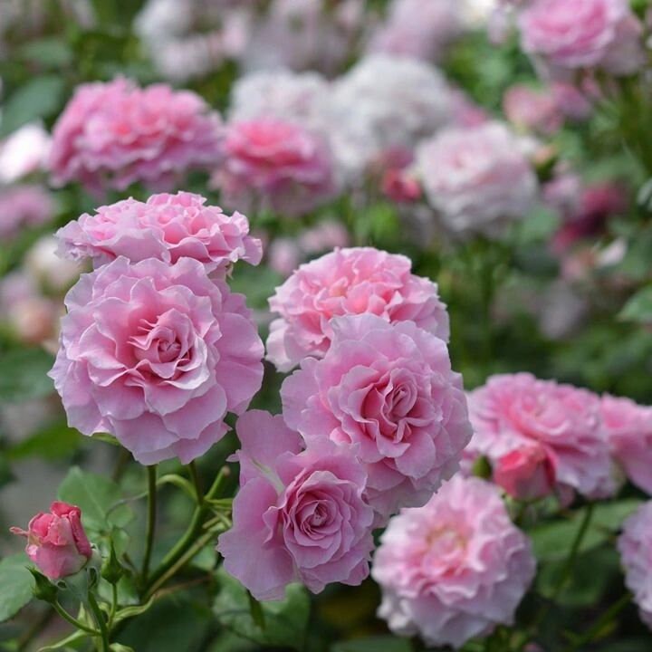 Rare Rose  ‘ La Mariee｜ ラ・マリエ | 新婚 新娘 ’