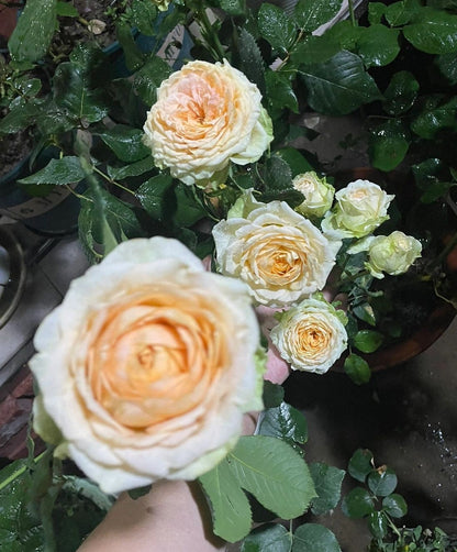 Yves Rose ’ Ivory Yves Piaget | 伊芙象牙伯爵 ‘