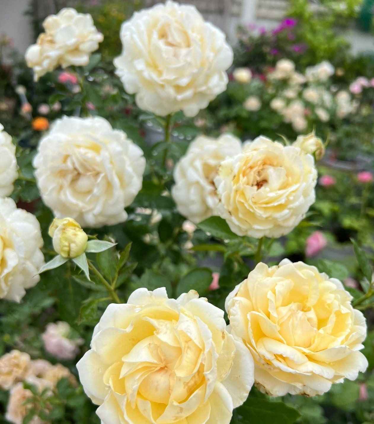 Yves Rose ’ Ivory Yves Piaget | 伊芙象牙伯爵 ‘