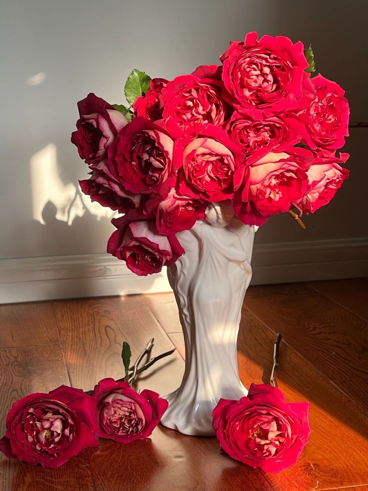 Rose   ’Docteurs Massad | 马萨德医生  ‘