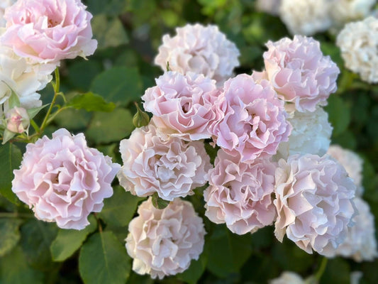 Rare Rose  ‘ La Mariee｜ ラ・マリエ | 新婚 新娘 ’