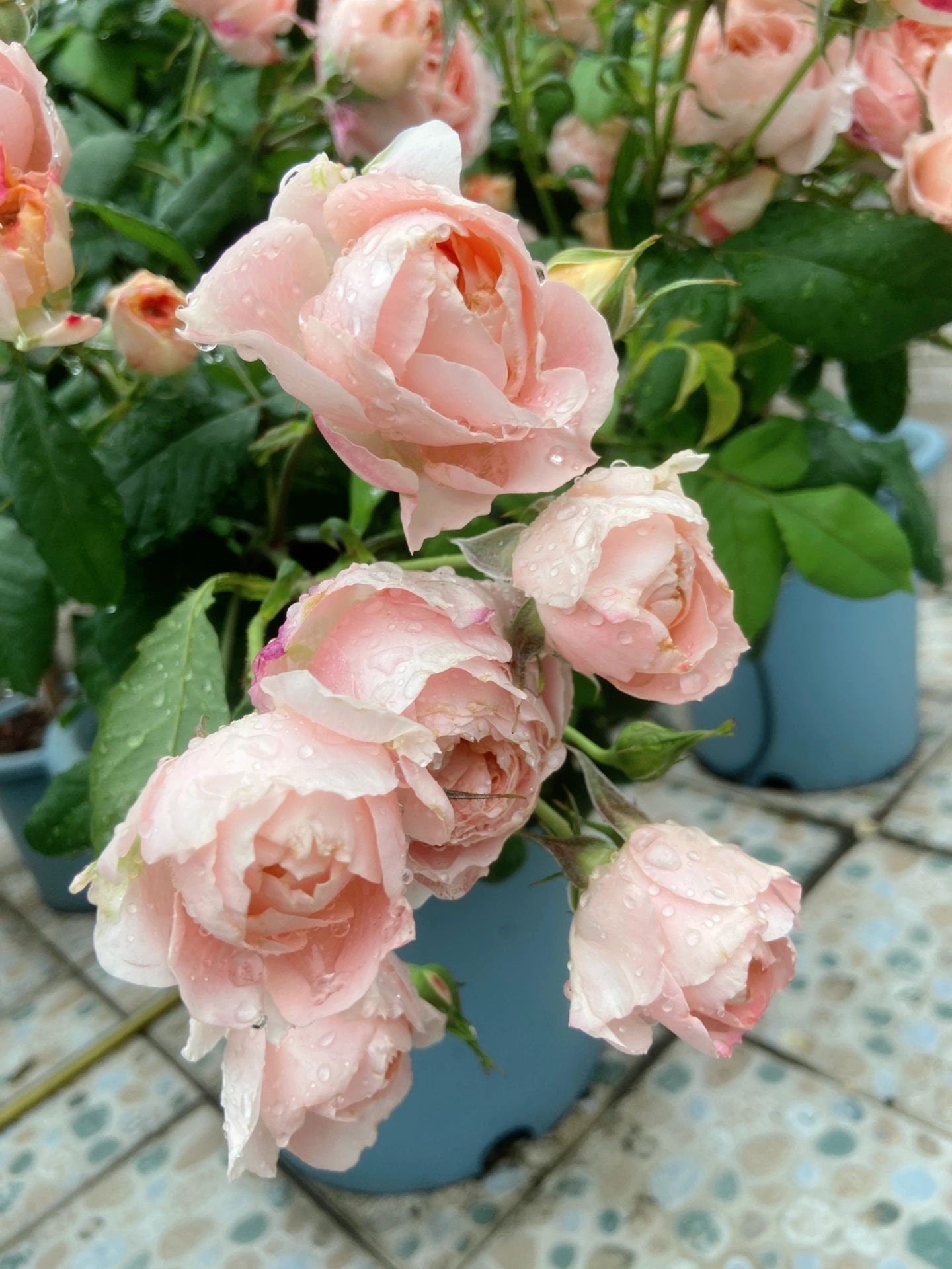 Rose  ‘Princess Sakura | さくらひめ | 樱花公主 ’