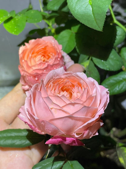 Rose  ‘Princess Sakura | さくらひめ | 樱花公主 ’
