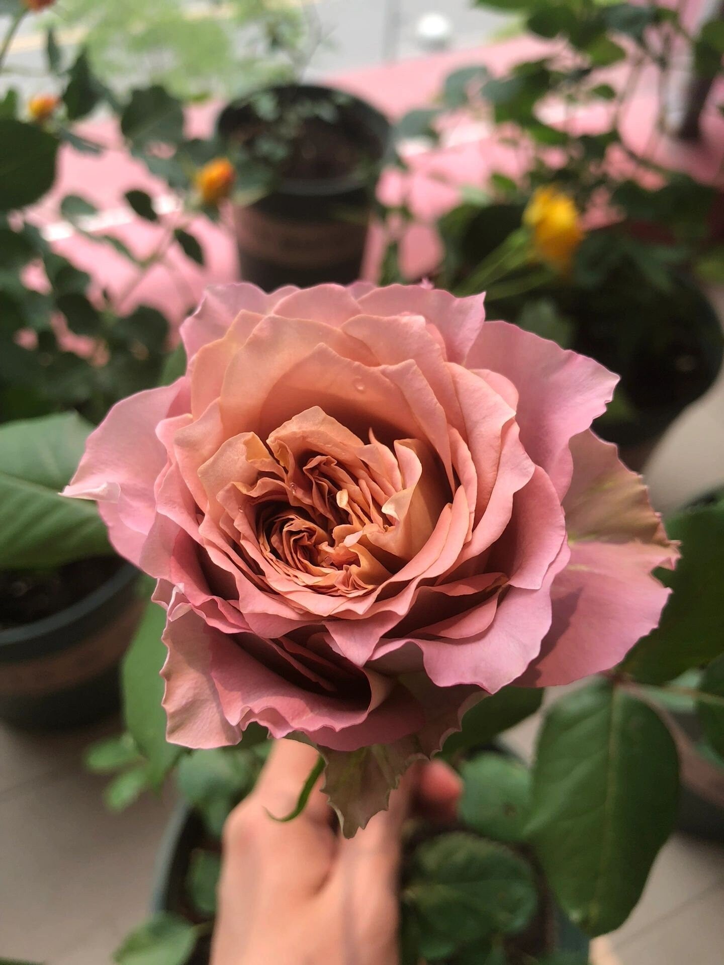Rose  ’Thé Nature  | テナチュール | 英伦节拍 ‘