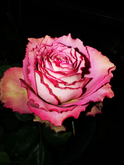 Rose  ’Thé Nature  | テナチュール | 英伦节拍 ‘