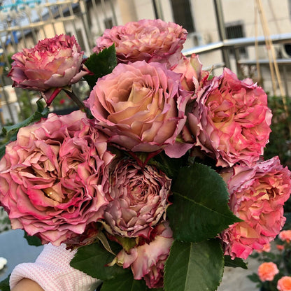Rose  ’Thé Nature  | テナチュール | 英伦节拍 ‘