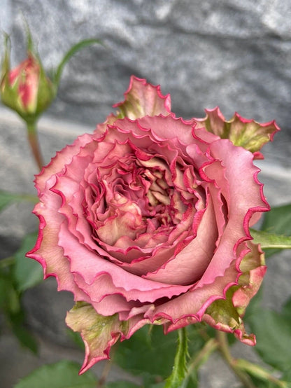 Rose  ’Thé Nature  | テナチュール | 英伦节拍 ‘