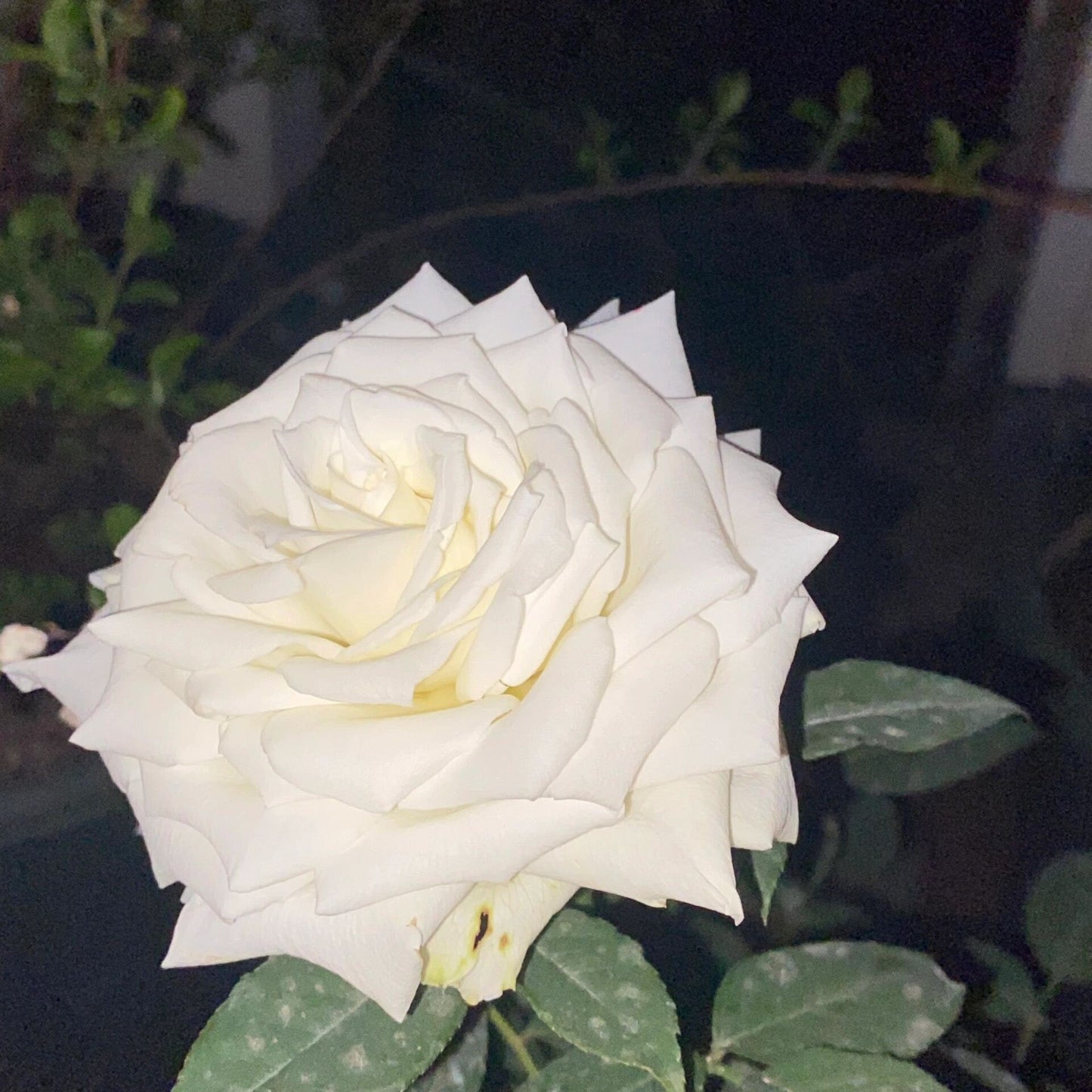 Rose  ’ White Chocolate | 白巧克力 ‘
