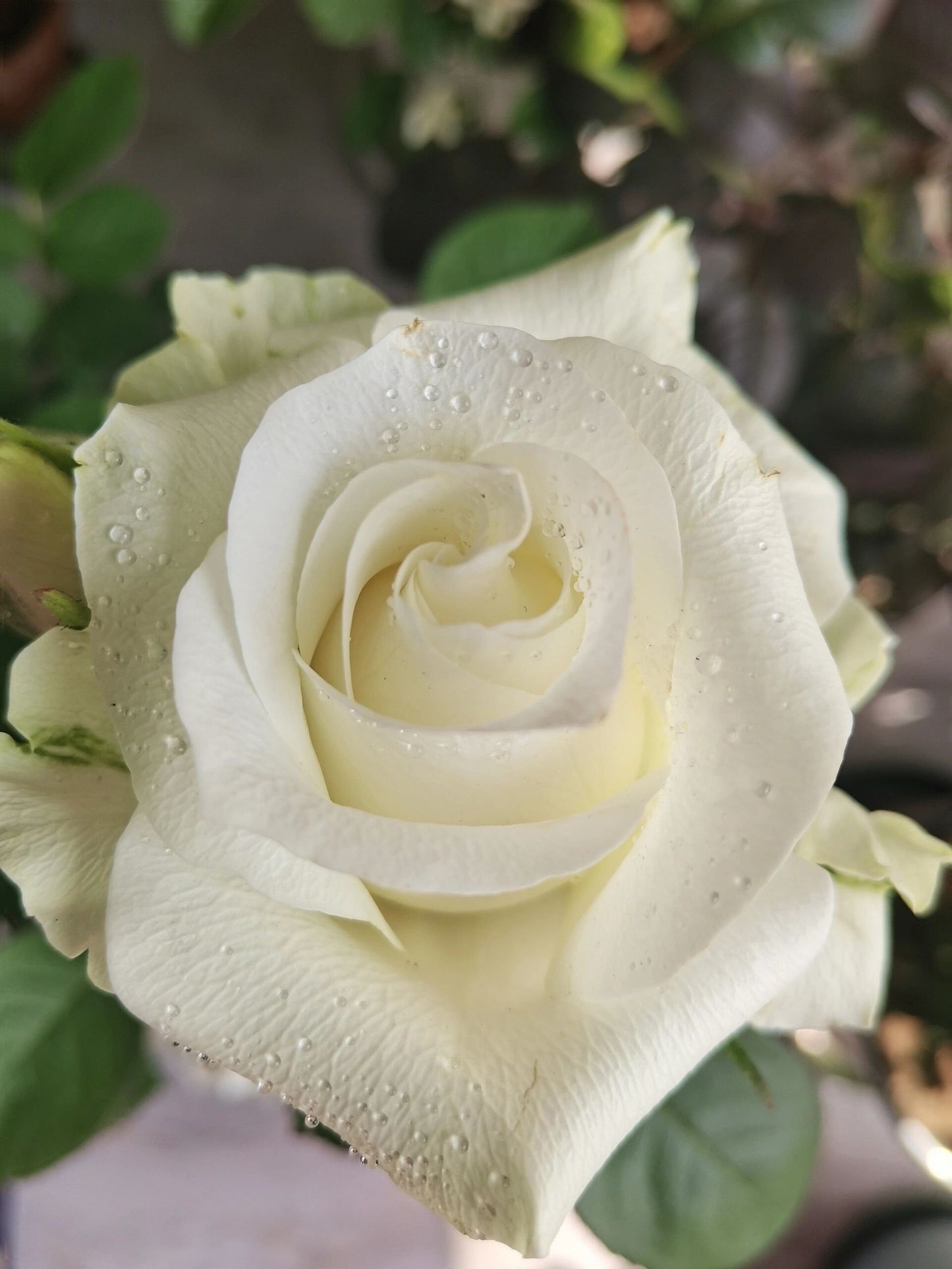 Rose  ’ White Chocolate | 白巧克力 ‘