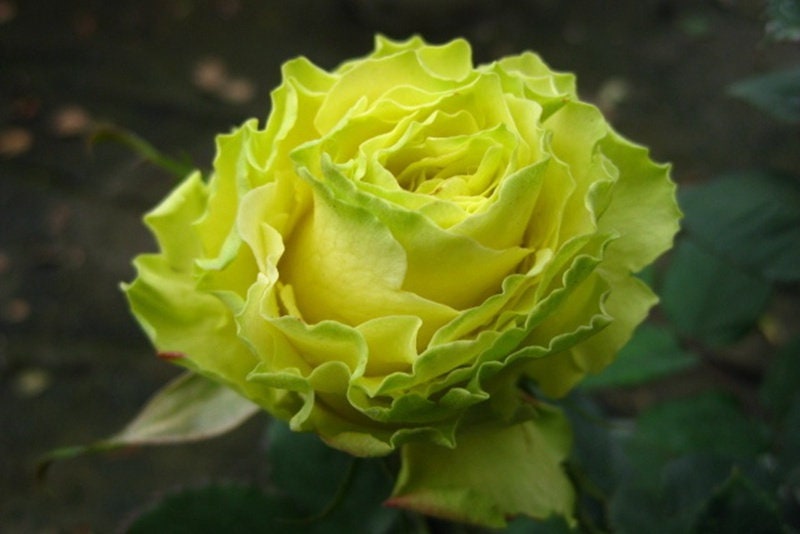 Rare Rose  'Green Planet ｜緑の惑星  | 绿行星 '