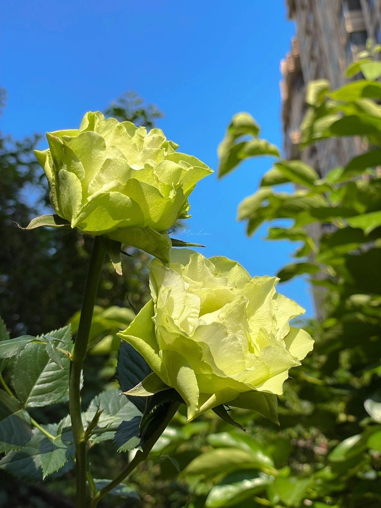 Rare Rose  'Green Planet ｜緑の惑星  | 绿行星 '