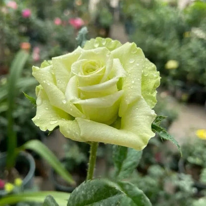 Rare Rose  'Green Planet ｜緑の惑星  | 绿行星 '