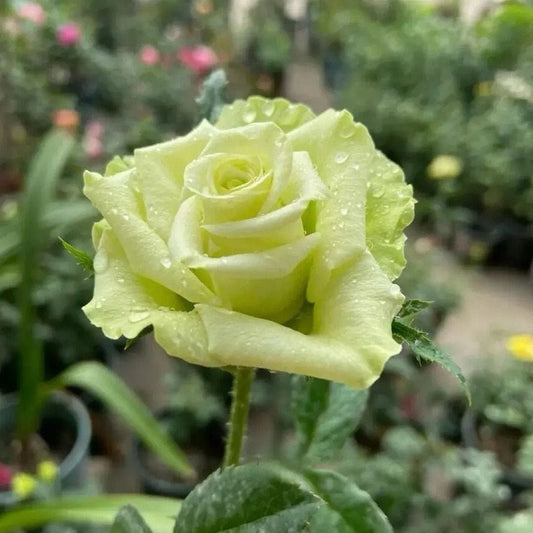 Rare Rose  'Green Planet ｜緑の惑星  | 绿行星 '