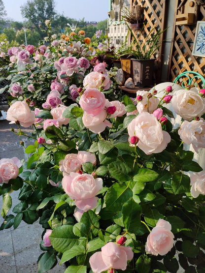 Rare Rose  ‘Plume |プリュム |羽毛 ’  - Award winning