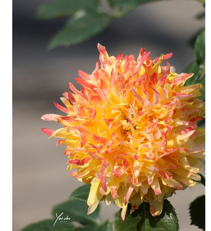 Rare Rose  ‘Fireworks Ruffles  | 花火の波 | 烟花波浪 ’