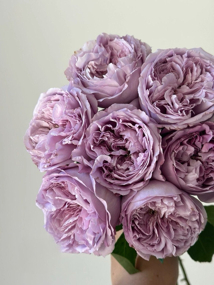 Rose  ’Repartir  |リパルティ―ル｜重生/重启/帕里蒂尔 ‘ - New Varieties 2021