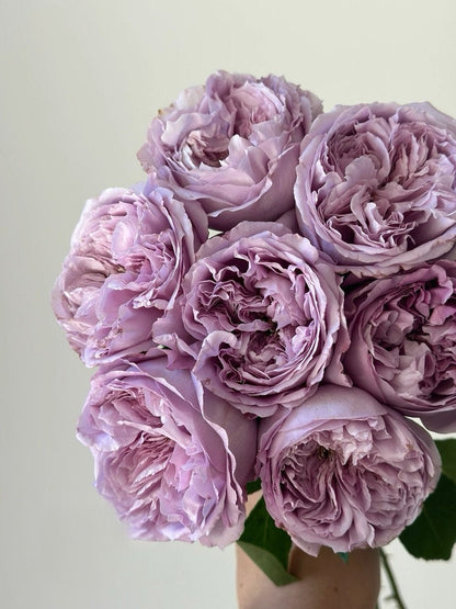 Rose  ’Repartir  |リパルティ―ル｜重生/重启/帕里蒂尔 ‘ - New Varieties 2021