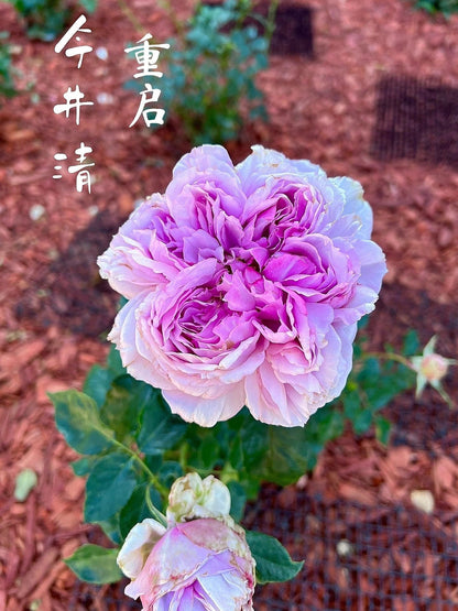 Rose  ’Repartir  |リパルティ―ル｜重生/重启/帕里蒂尔 ‘ - New Varieties 2021