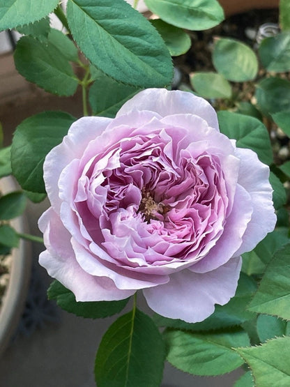 Rose  ’Repartir  |リパルティ―ル｜重生/重启/帕里蒂尔 ‘ - New Varieties 2021