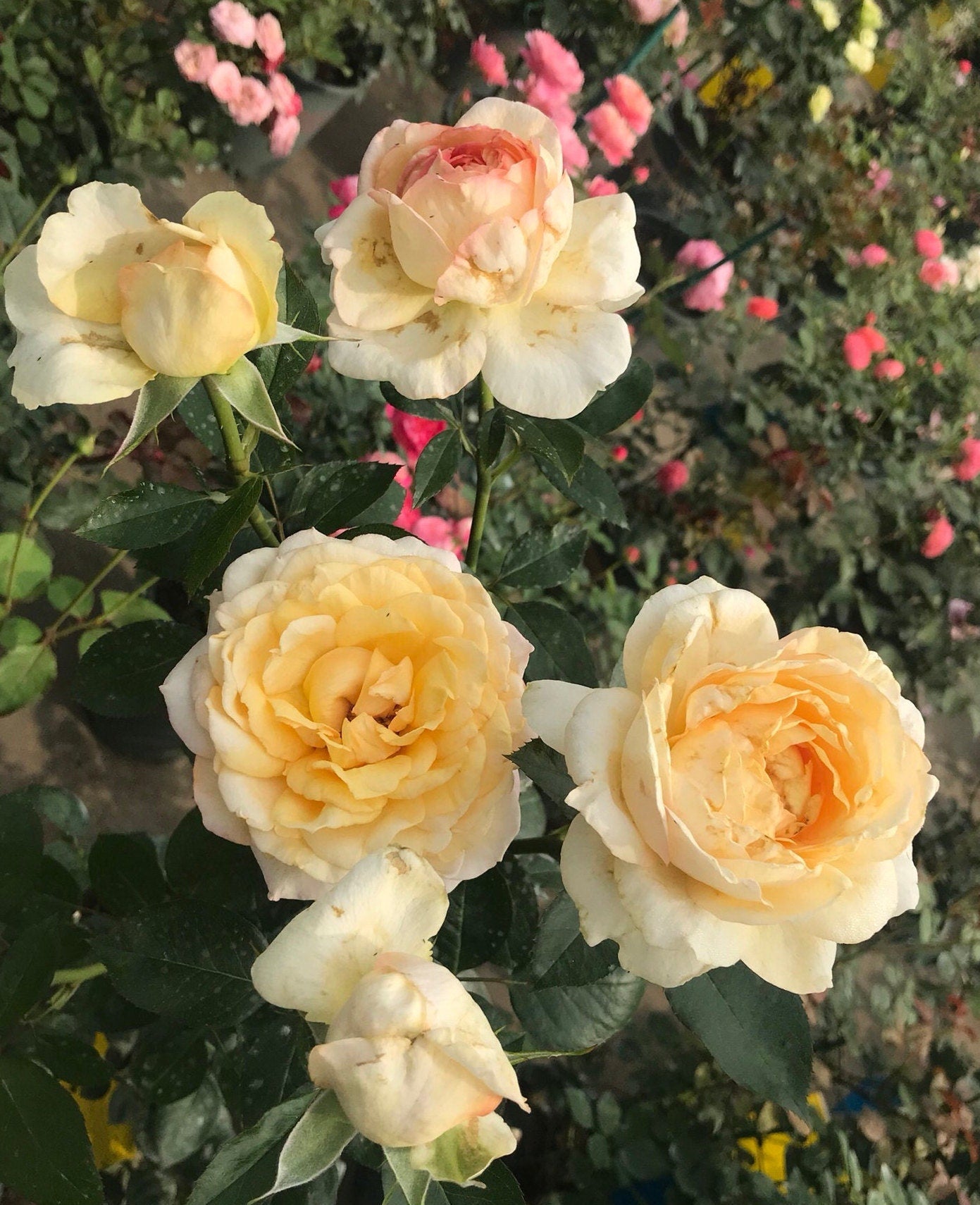 Yves Rose ’ Ivory Yves Piaget | 伊芙象牙伯爵 ‘