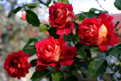 Rose   ’Docteurs Massad | 马萨德医生  ‘