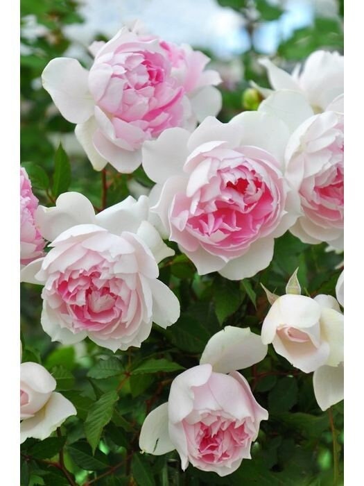 Rose  ‘ Shalimar |シャリマー | 夏莉玛 ’