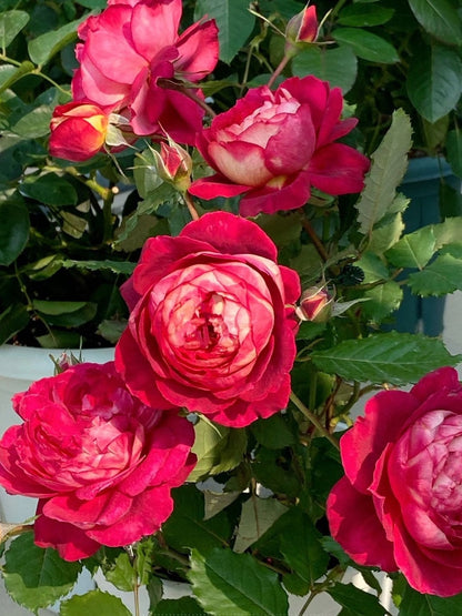 Rose   ’Docteurs Massad | 马萨德医生  ‘