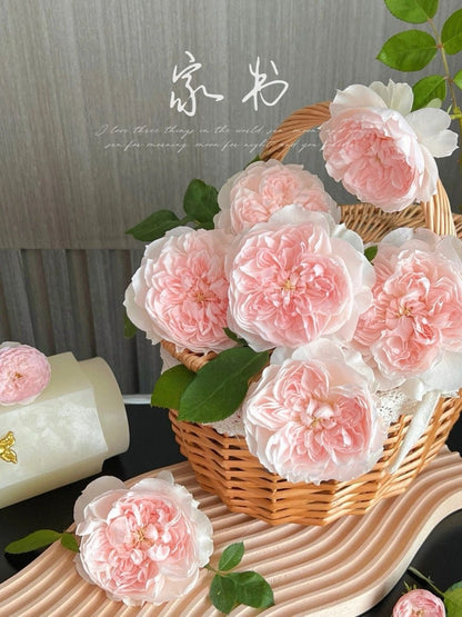 Rose  ‘ Jia Shu| 家书 ’ - New Varieties 2021