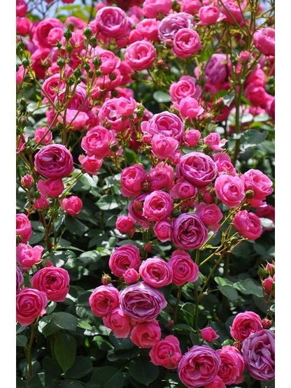 Climbing Rosa ‘ Pomponella | つるバラ | 艾拉绒球 ’