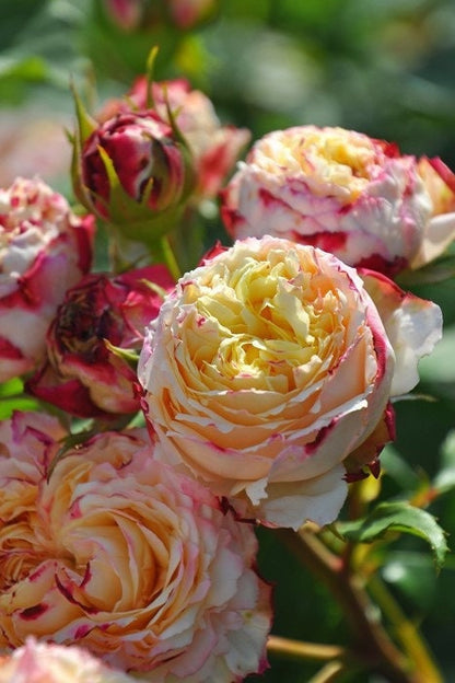 Rose  ‘ Fruit｜フリュイ | 水果 ’