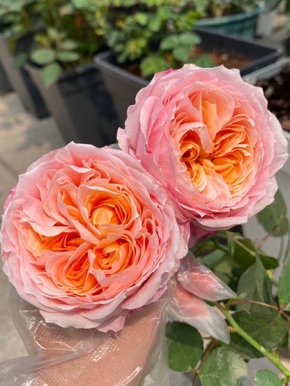 Rose  ‘Princess Sakura | さくらひめ | 樱花公主 ’