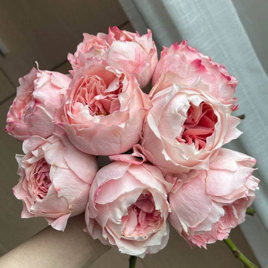 Rose  ‘Princess Sakura | さくらひめ | 樱花公主 ’