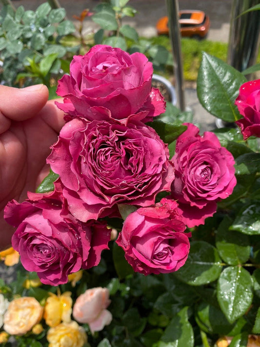 Rose  ' Precious Moments ｜珍贵时刻 '