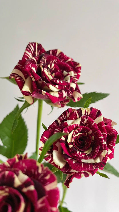 Rose ‘ Abracadabra | 流星雨 泡泡 ’