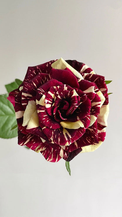 Rose ‘ Abracadabra | 流星雨 泡泡 ’