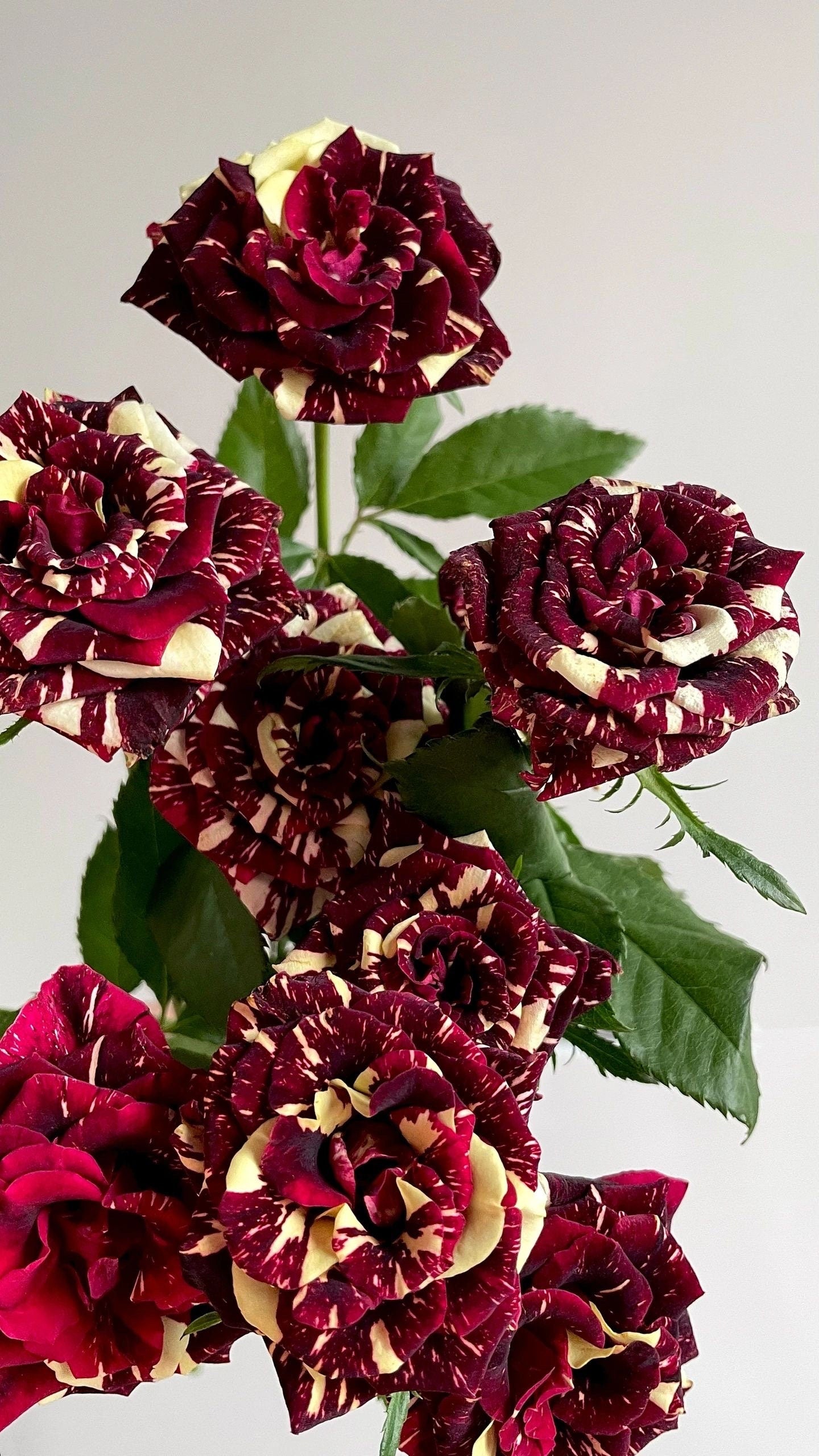 Rose ‘ Abracadabra | 流星雨 泡泡 ’