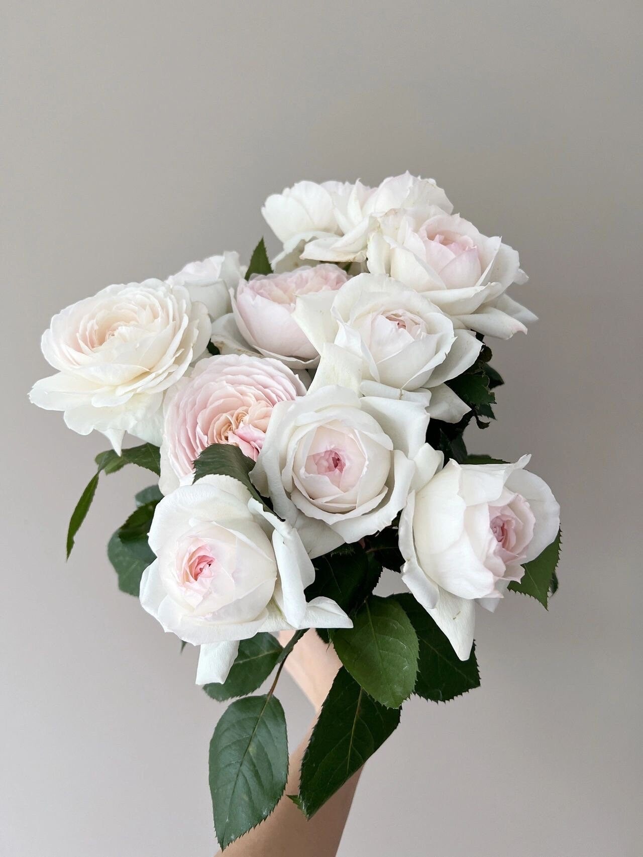 Rose ’Lapin  | ラパン | 小兔子‘