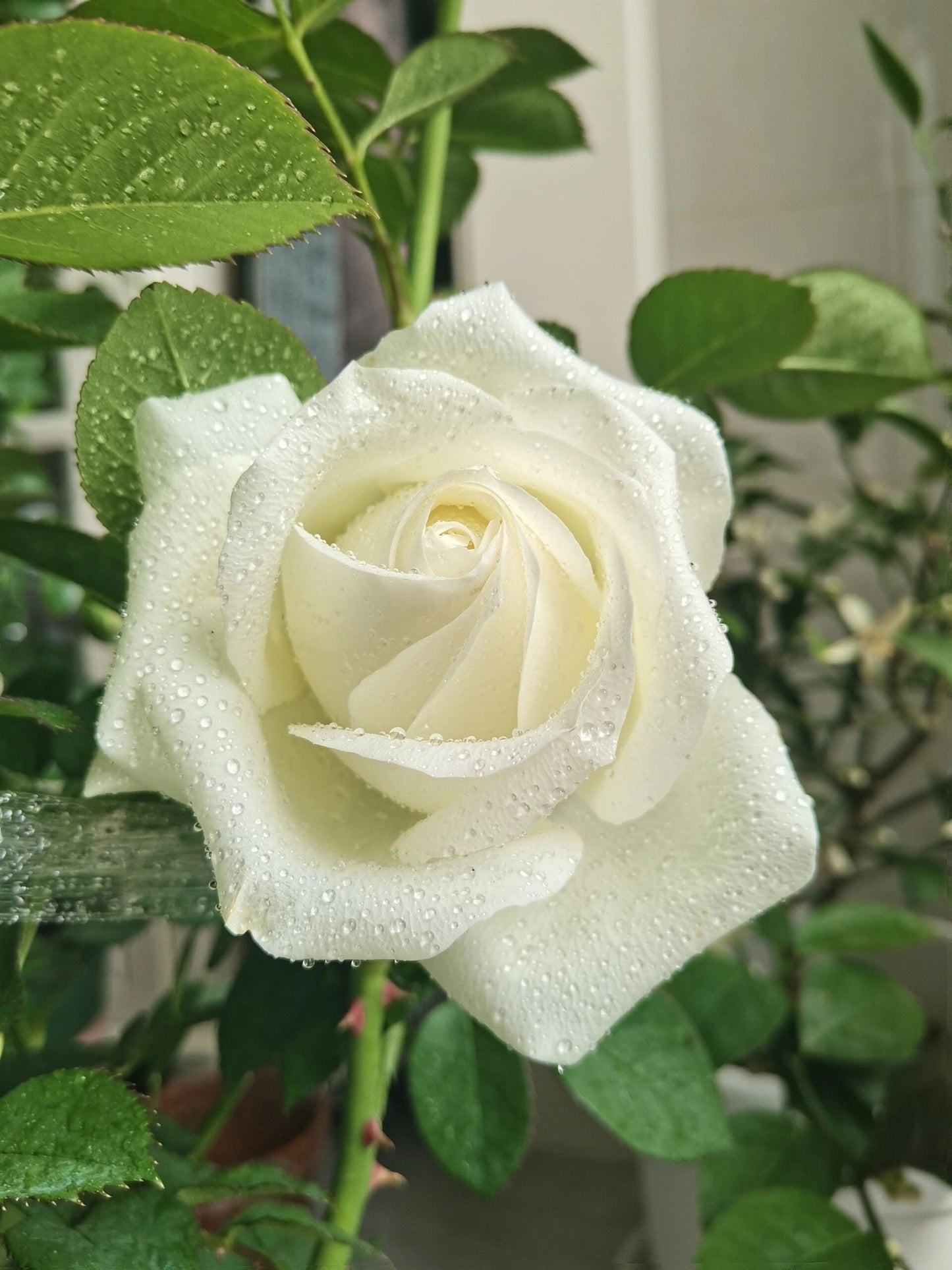 Rose  ’ White Chocolate | 白巧克力 ‘